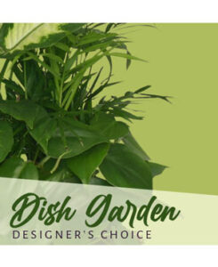 Gift of Green Dish Garden of Plants